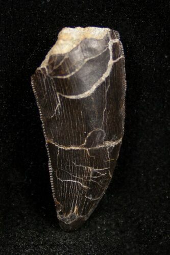 Beautiful Serrated Allosaurus Tooth - Dana Quarry #1331